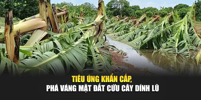 Tiêu úng khẩn cấp, phá váng mặt đất cứu cây dính lũ