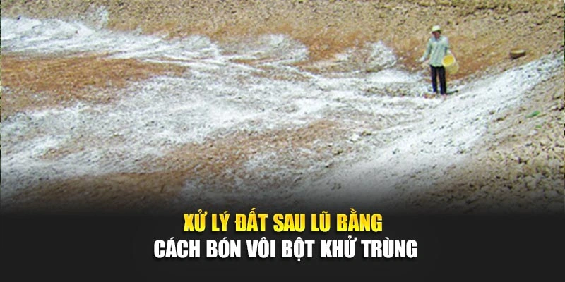 Xử lý đất sau lũ bằng cách bón vôi bột khử trùng