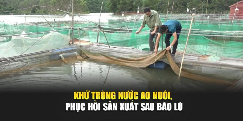 Khử trùng nước ao nuôi, phục hồi sản xuất sau bão lũ