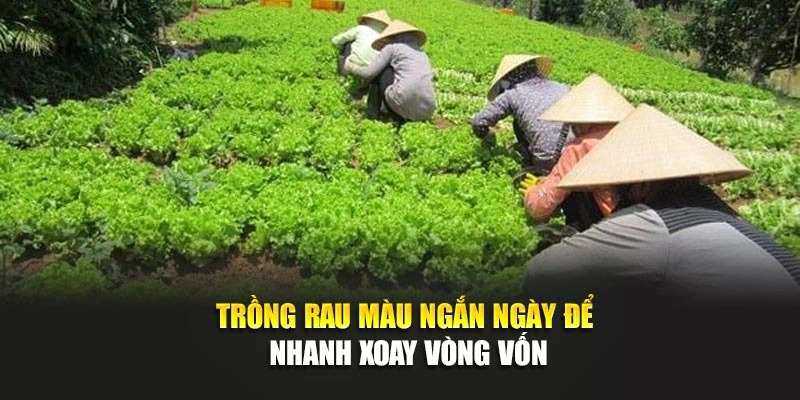 Trồng rau màu ngắn ngày để nhanh xoay vòng vốn