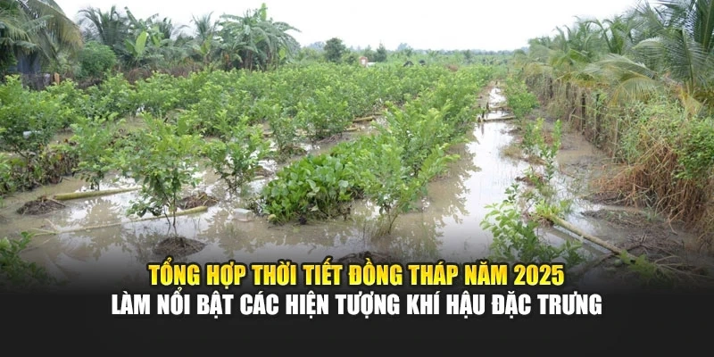 Tổng hợp thời tiết Đồng Tháp năm 2025 làm nổi bật các hiện tượng khí hậu đặc trưng