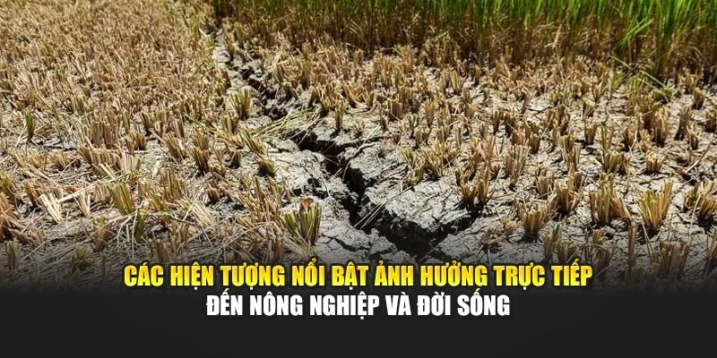 Các hiện tượng nổi bật ảnh hưởng trực tiếp đến nông nghiệp và đời sống