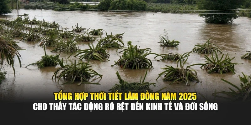 Tổng hợp thời tiết Lâm Đồng năm 2025 cho thấy tác động rõ rệt đến kinh tế và đời sống